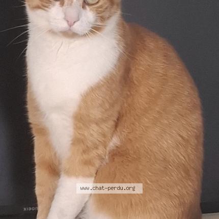 Photo 1/1 Salsa Chat perdu à Tacoignieres