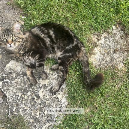 Photo 1/1 Chat retrouvé Perdu à Poitiers
