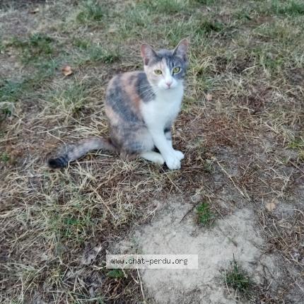 Photo 1/1 OLIANKA Chat perdu à Villematier