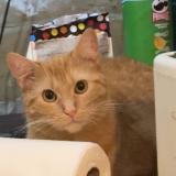 Photo de chat perdu à Maisons Laffitte