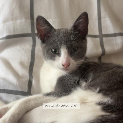 Photo 1/1 Alma Chat perdu à Nice