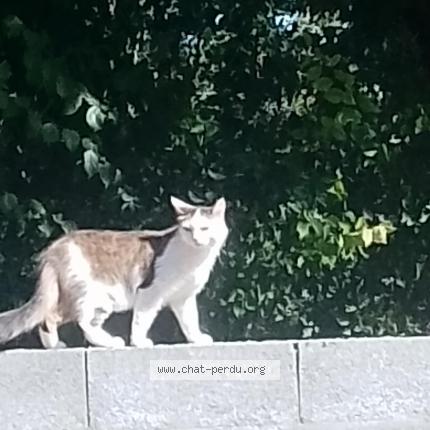 Photo 1/1 Tara Chat perdu à Verines