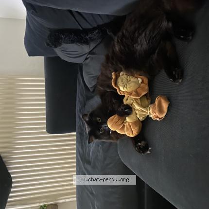 Photo 1/1 Kekette Chat perdu à Nancy