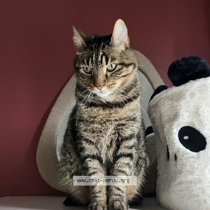 Photo de chat perdu à Merignac