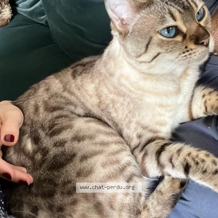 Photo 1/1 Swann Chat perdu à Avallon