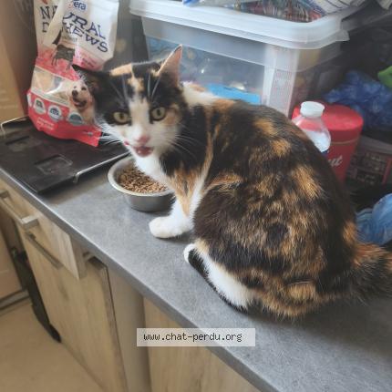 Photo 1/1 Clochette Chat perdu à Chailland