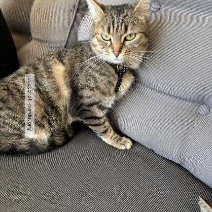 Photo 1/1 Chat retrouvé Perdu à Roubaix