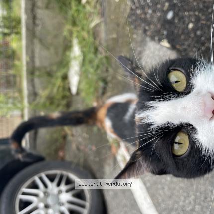 Photo 1/1 Chat trouvé Trouvé à Toulouse