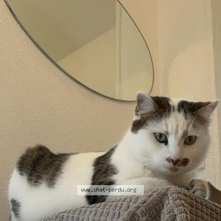 Photo 1/1 Tisha Chat perdu à Saint vit