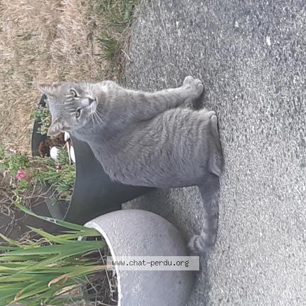 Photo de chat perdu à Chantonnay