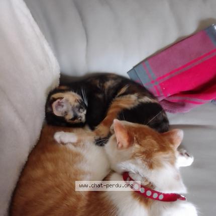 Photo 1/1 Spydi Chat perdu à Brest