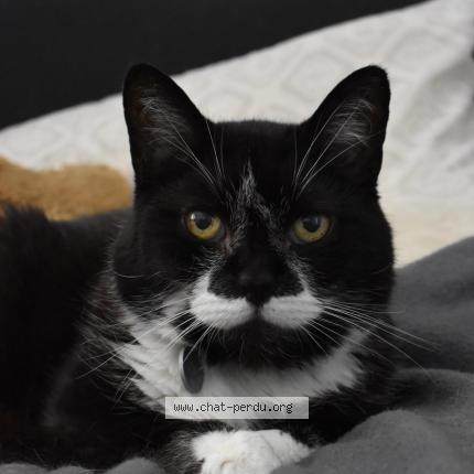 Photo 1/1 Tonic Chat perdu à Vaumoise