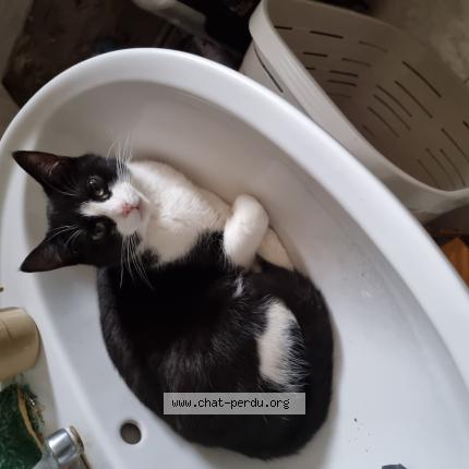 Photo 1/1 Bounty Chat perdu à Cereste en luberon