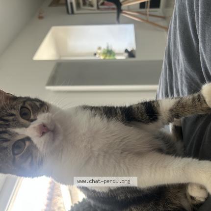 Photo de chat perdu à Saint Amour
