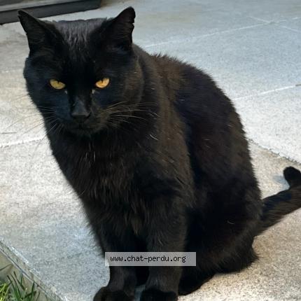 Photo 1/1 Fripouille Chat perdu à Saint julien en genevois