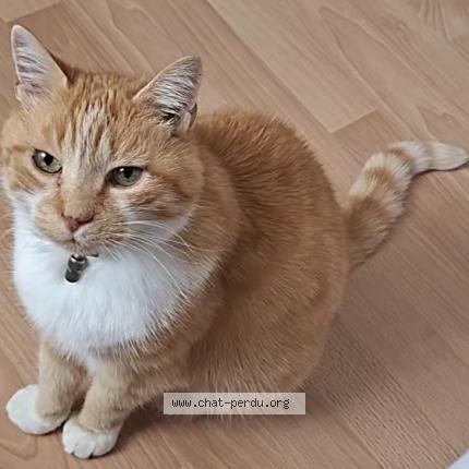 Photo 1/1 Flocon Chat perdu à Saint adresse