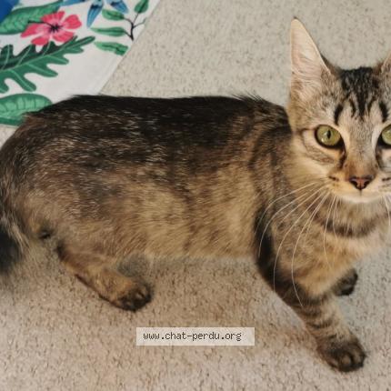 Photo de chat perdu à Magny