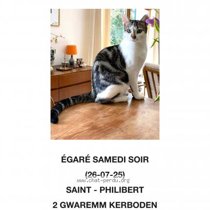 Photo 1/1 Chat retrouvé Perdu à Tregunc