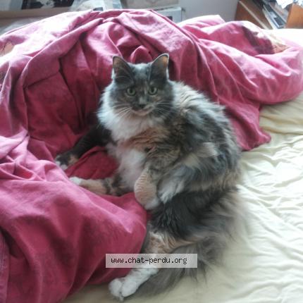 Photo 1/1 Chat retrouvé Perdu à Lorient