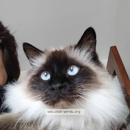 Photo 1/1 Nalo Chat perdu à Marseille