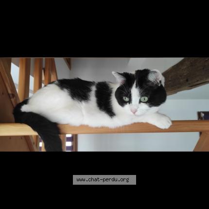 Photo de chat perdu à Blacourt
