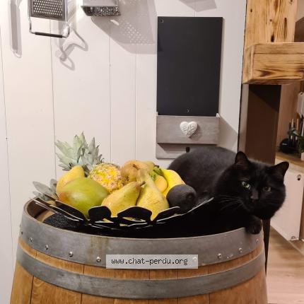 Photo 1/1 Boat Chat perdu à Cernex