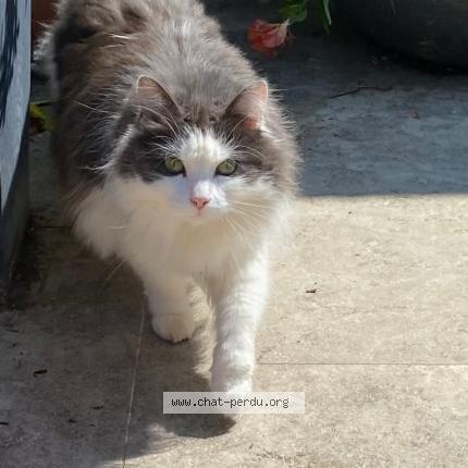 Photo 1/1 Tobermory Chat perdu à Angers