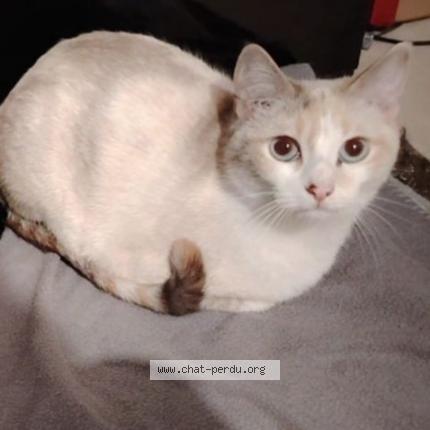 Photo 1/1 Tysonne Chat perdu à La tour du pin