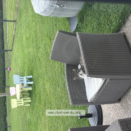 Photo 1/1 Yuki Chat perdu à Quincampoix