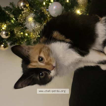 Photo de chat perdu à Feurs