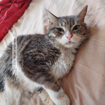 Photo 1/1 Misty Chat perdu à Eyguieres