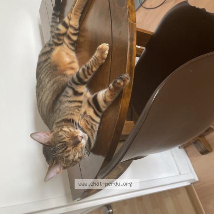 Photo 1/1 Rajah Chat perdu à Figari