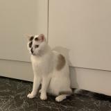 Photo de chat perdu à Santes