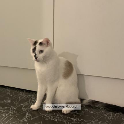 Photo 1/1 Chat retrouvé Perdu à Santes