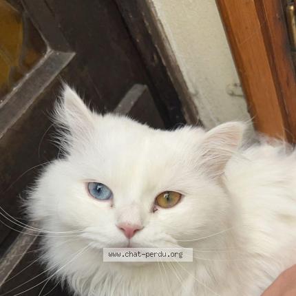 Photo 1/1 Angelo Chat perdu à Creil