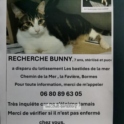 876490 Bunny chat perdu à BORMES LES MIMOSAS - Chat Perdu France