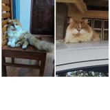 Photo de chat perdu à Thalassery