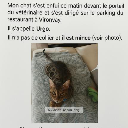 Photo 1/1 Chat retrouvé Perdu à Vironvay