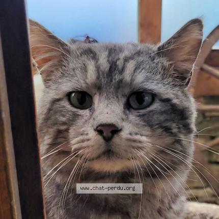 Photo 1/1 Tigrou Chat perdu à Les fontenelles