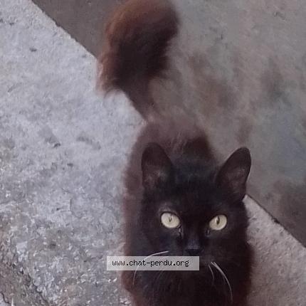 Photo 1/1 Chat retrouvé Trouvé à Le Pouget