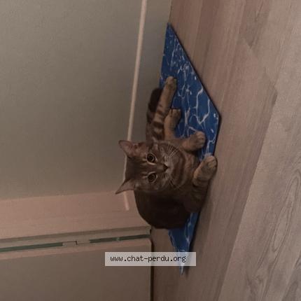 Photo 1/1 Zola Chat perdu à Enval