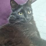 Photo de chat retrouvé à Bogota