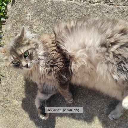 Photo 1/1 Paillette Chat perdu à Pitres