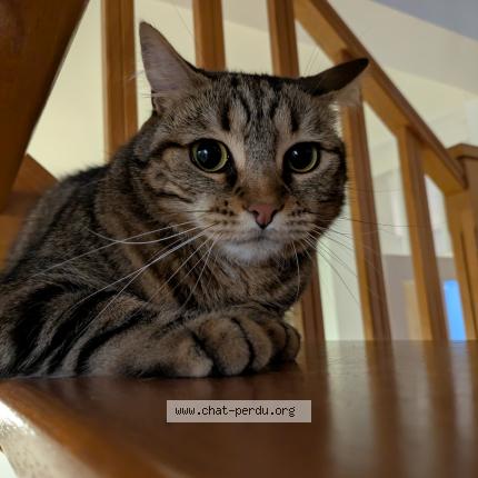Photo de chat perdu à Les Sables D Olonne