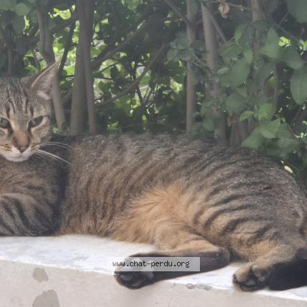 Photo de chat perdu à Lille