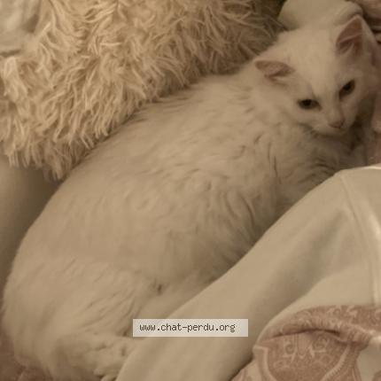 Photo 2/2 Lilly Chat perdu à Aix en provence