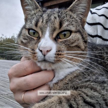 Photo de chat perdu à Soustons