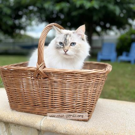 Photo 1/1 Theonie Chat perdu à Urrugne