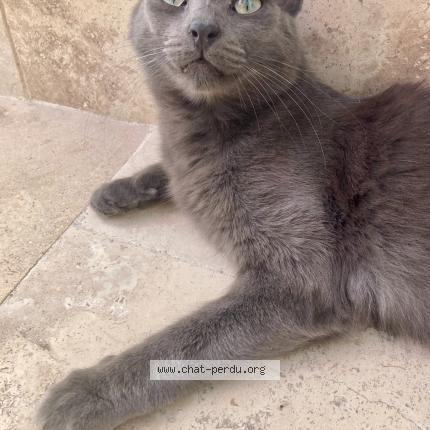 Photo 1/1 Balou Chat perdu à Gonfaron