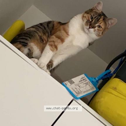 Photo 1/1 cannelle Chat perdu à Strasbourg